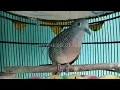 Download Lagu Perkutut BANGKOK Suara Lelah Ujung Panjang Pancingan Terampuh Bikin Nyaut