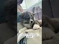 Download Lagu Eu pisquei e ele quase não cabe mais no colo