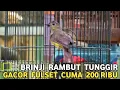 Download Lagu MAU NYARI KEMANA !! BURUNG GACOR FULSET CUMA 200 RIBU CUMA DI PASAR BURUNG PRAMUKA