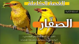 الصفري   القصة الكاملة   الحلقة الثانية  سلسلة طيور الصيد دندنها