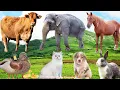 Adorable Farm Animals: Dog, Sheep, Rabbit, Cat, Buffalo, Chicken, Duck \u0026 Goat – Cute Animal Sounds