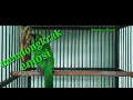 Download Lagu Masteran Sekaligus Pendongkrak Emosi Burung Cucak ijo yang kurang Emosi