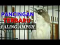 Download Lagu Semua opior paruh tebal pasti nyaut