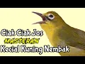 Download Lagu Ciak Ciak Joos Kecial Kuning Lombok Masteran Ampuh Untuk Kecial Bahan Cepat Gacor (19/07/20)