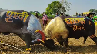 full hd prathvi vs ghatak bulfight vs mandleshwar