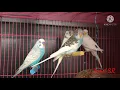Android Bird s Loop Ringtone