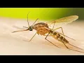 Mosquito Sound (10 hours)