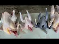 The Real Size Comparing Hens Cockerels and Bantams for Meat