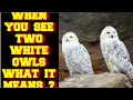 WHEN YOU SEE TWO WHITE OWLS TOGETHER WHAT DOES IT MEAN