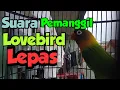 Download Lagu SUARA PEMANGGIL LOVEBIRD YANG LEPAS, AMPUH..!!