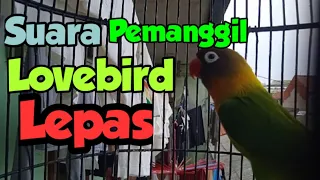 suara pemanggil lovebird yang lepas ampuh 