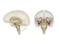 Download Lagu Communication Between the Amygdala and the Frontal Lobe