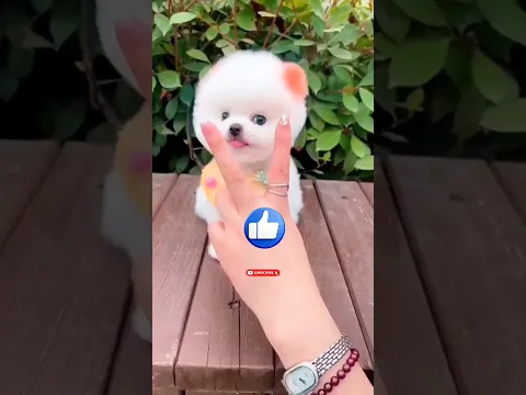 ¡Un accidente mientras dormía! 😱#Catsoftiktok #CatLovers #cat #cute #FunnyCats #catcartoon #fyp