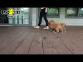 Friendly Cavapoo Puppies