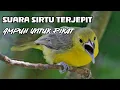 Download Lagu Suara Sirtu Terjepit Menjerit 100% Ampuh Untuk Pikat Sirtu/Cipoh yang Tidak Mau Turun