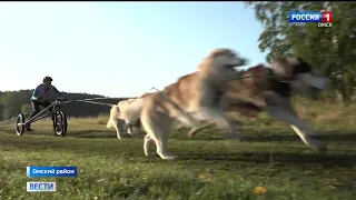В поселке Прудки стартуют большие соревнования по ездовому спорту