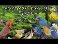 Download Lagu Masteran Burung Eropa Paling Unik 2022.#masteranburungeropa#AUDIOBIRD
