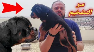 ازاي تضخم كلبك اهم وجبة والتي تساعد في تضخيم الكلب وتحويله لكلب ضخم وعملاق فيتامين تتضخيم الكلاب 