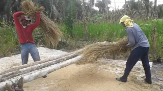 Batendo arroz (tradição)