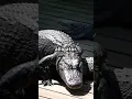 From Fleeing the Law to a Gator Attack - Florida Man s Ultimate Fail May 9th
