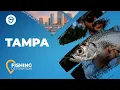 Tampa Bay Fishing All You Need to Know FishingBooker