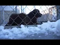 Seized Shepherd dogs housed at former YVAS building whose future is uncertain