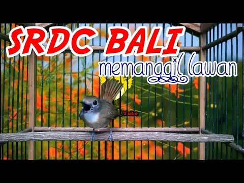 Download MP3 Suara Panggilan SRDC, Ampuh Untuk Memancing SRDC Bali & Tledekan Gunung Biar Gacor