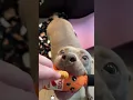 Download Lagu 🐶:Give Me Food!!#dog #funnydog #food #dramatic #face #youtube #foryou