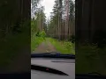 Download Lagu 🚗🌳 Лесная дорога