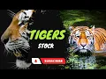 Download Lagu Tiger-Stocks-No Copyright-Copyright Free-Free Use-Animals-Wild Life-Tigers-Stocks
