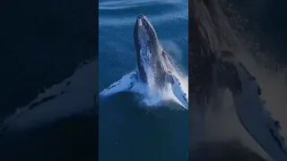 صوت حوت الاحدب  صوت حوت الاحدب