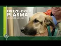 Freezing Liquid Plasma The LoVLETR Study
