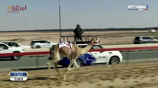 ش  ايقونة ل  ناصر عبدالله أحمد المسند  مهرجان سمو ولي عهد دبي           م  سيف الحيل مفتوح         دندنها