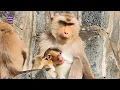 Download Lagu Little Monkey Jonas is not happy Mama Joanna leave her she wants to eat milk and sleep