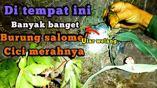 Download NGOBOR BURUNG salome/cici merah DI MALAM HARI Dapat Banyak MP3