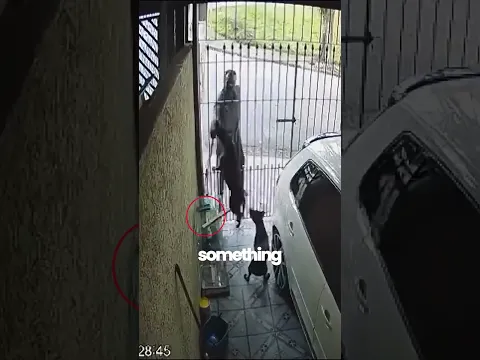 Pitbulls teach burglar a lesson!