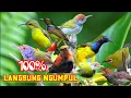 Download Lagu ATAS PERMINTAAN! Umpan Burung Kecil Pilihan Suara