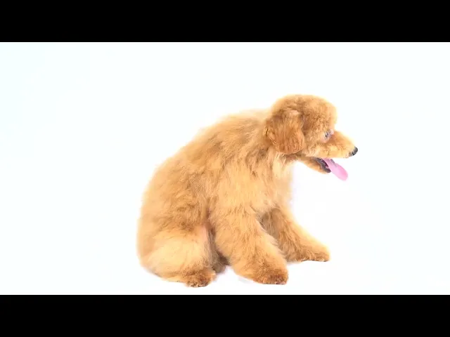 動画