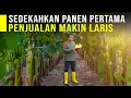 Download Lagu Sedekahkan Hasil Panen 1 Ton Pisang Cavendish Jadi Pintu Rezeki Penjualan Makin Laris
