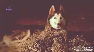 ياذيب خيرك شكو   دندنها