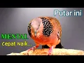 Download Lagu TEKUKUR GACOR Suara Besar - PANCINGAN UNTUK MALAS BUNYI (CEPAT RESPON) LANGSUNG NYAUT Mental Naik ❗❗