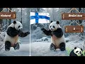 Did You Know Panda Population by Country 2025 Update