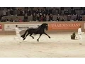 Download Lagu King👑 of the stallions JASPER 366 hengstenkeuring 2017!! The King!! Faderpaard! Friesian horse!!