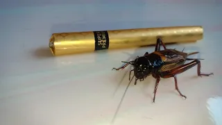 masteran jangkrik gacor dor