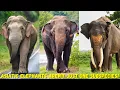 Download Lagu All Subspecies Of Asian Elephants | Elephant Facts And Size Comparison