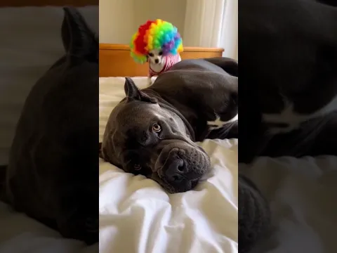 Proof That Animals Have Zero Chill