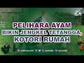 Download Lagu Ini Penting‼️ Punya Ayam Bikin Kesal Tetangga || Kajian Hukum Islam || Ust. Sholeh Romli