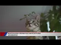 Northglenn to limit number of household pets residents can own
