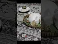 Download Lagu musyrik??.. stopp..!//nasi ambengan ikon kenduri jawa.