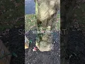 How the pros wrap trees with Christmas Lights